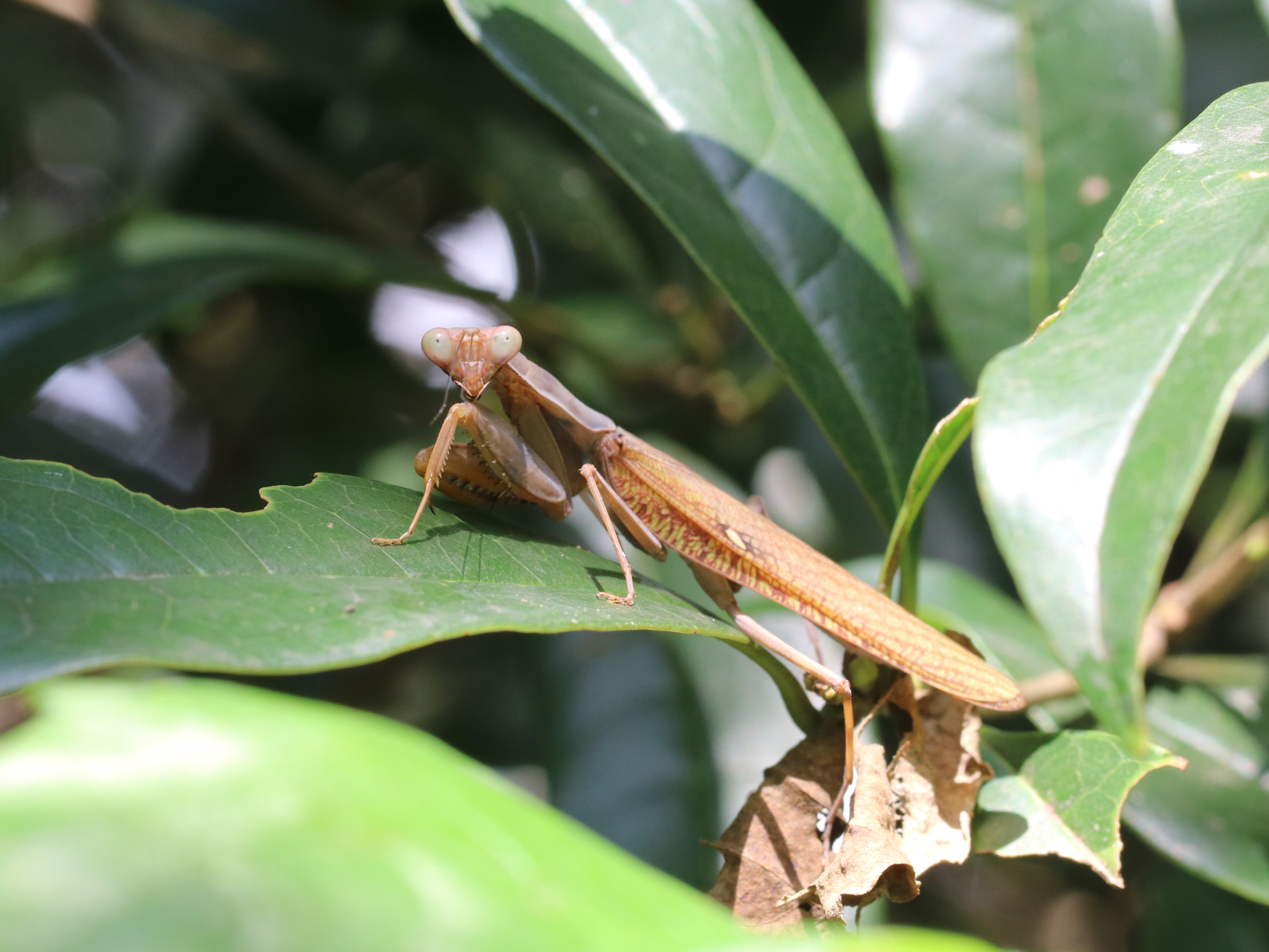 ハラビロカマキリ5